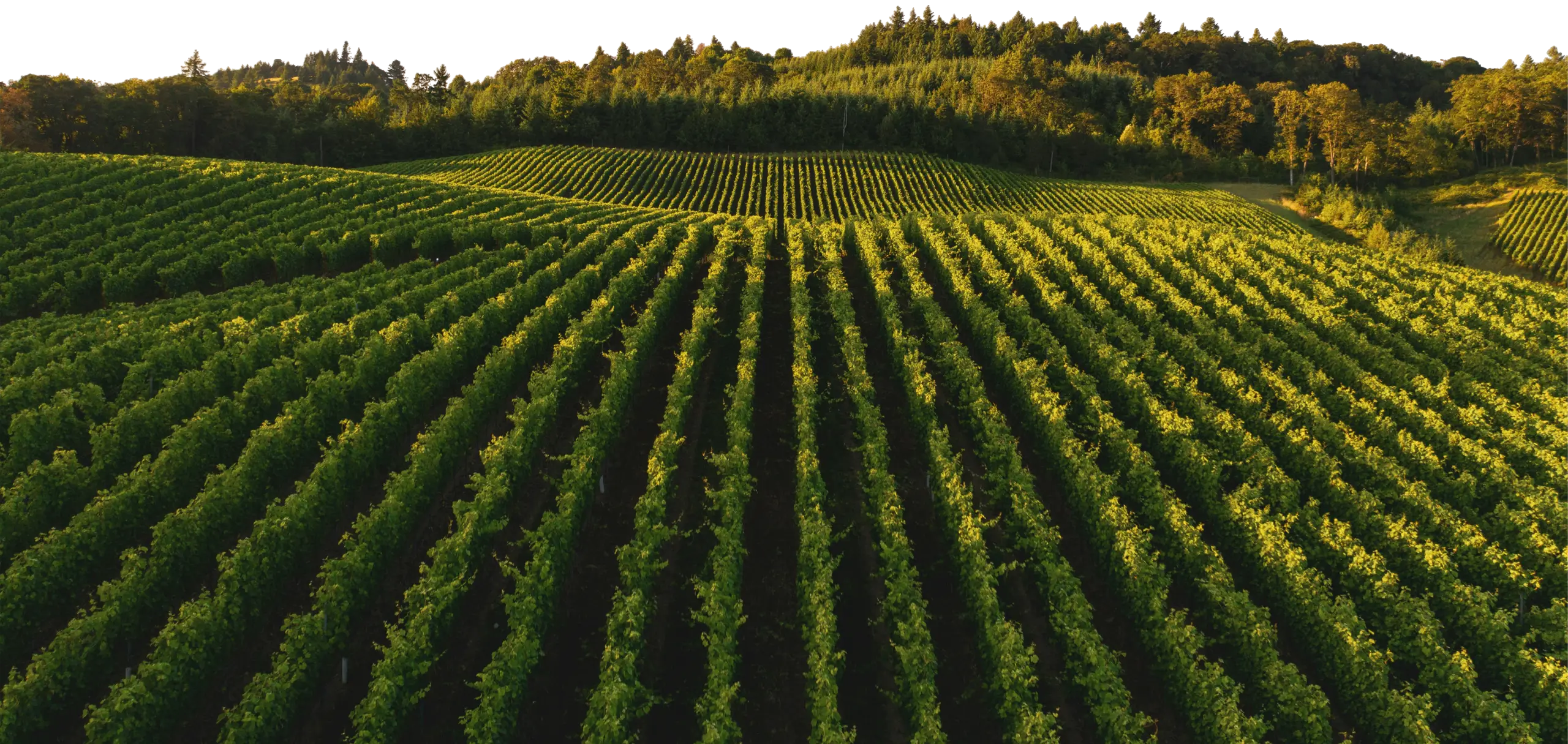 Weinberg mit langen Rebzeilen und Waldrand im Abendlicht